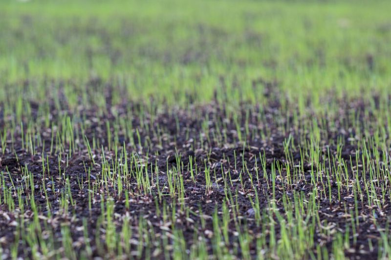 Quality of Topdressing Material