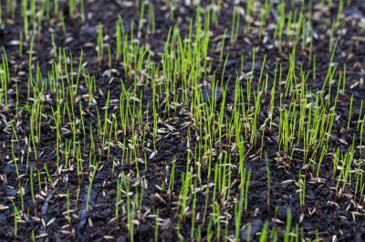 Commercial Lawn Seeding in Ventura County, CA