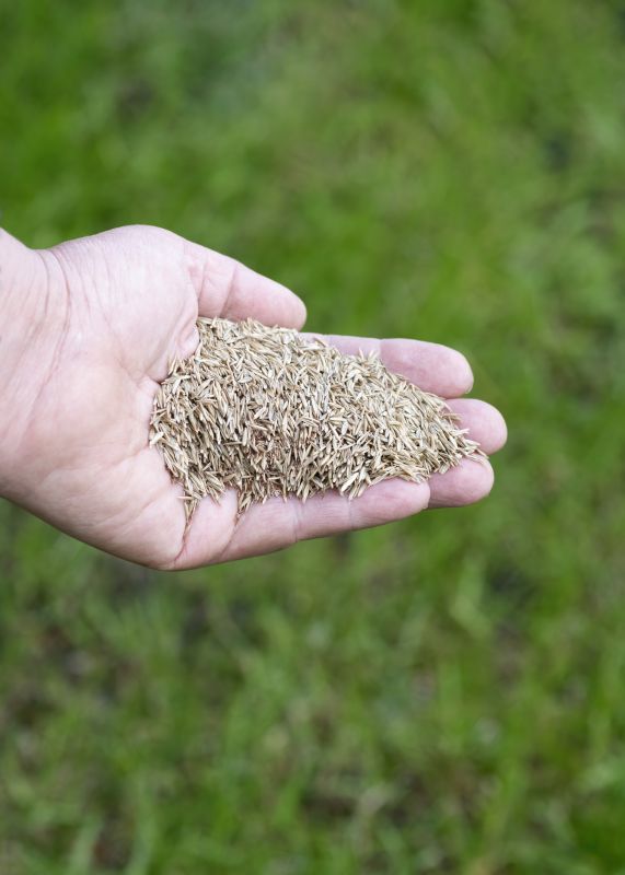 Fall Lawn Seeding in Honolulu, HI