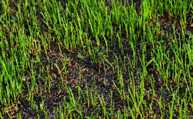 Late Spring or Early Summer