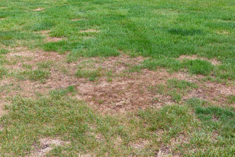 Lawn with Fill Patches