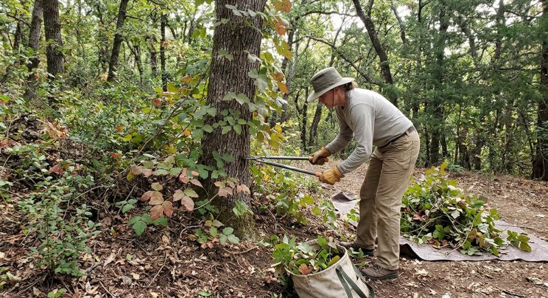 Poison Oak Removal in Montgomery County, PA