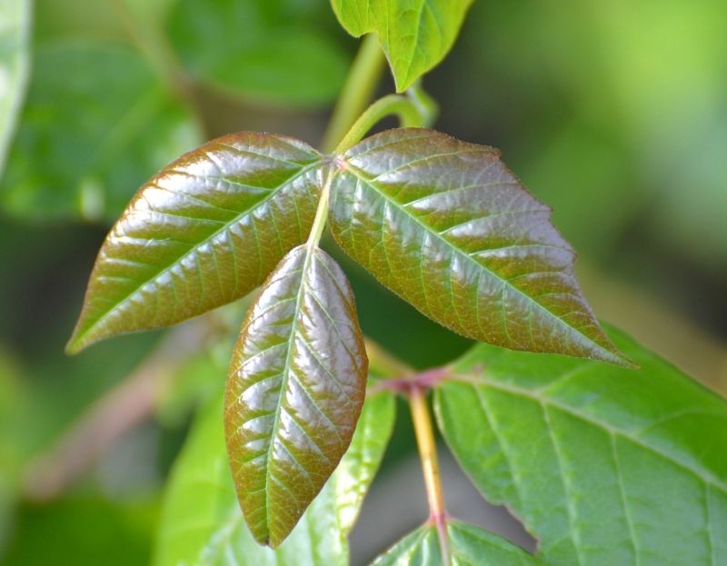 Poison Oak Removal in Pottstown, PA